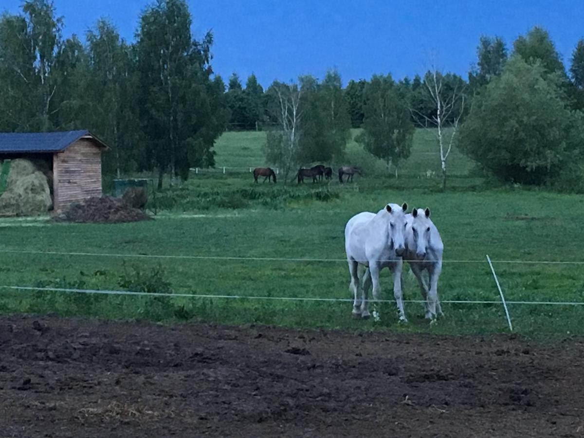 Stajnia Sarnowek Nad Jeziorem Rozany Bed and Breakfast Rozajny Wielkie Esterno foto